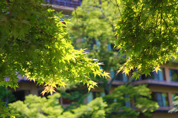 きらめく新緑のもみじ