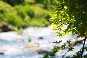 川と新緑のもみじ