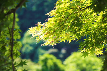 きらめく新緑のもみじ