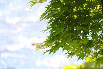 空と新緑のもみじ