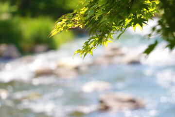 川と新緑のもみじ