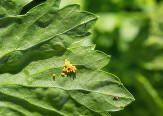 Ladybug egg cluster on celery leaf with defocused foliage. Group of yellow oval-shaped eggs. Known as ladybird, lady beetle, lady clock and lady fly. Beneficial insect for gardens. Selective focus.