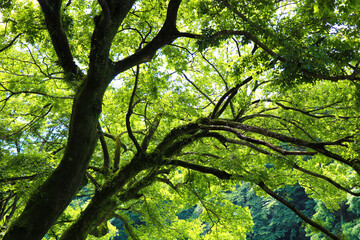 大きな木の中で