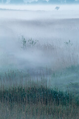 Fototapeta premium 朝靄の草原