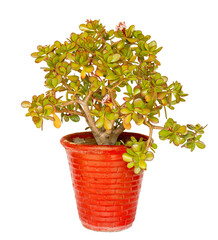 Money tree in a red pot over a white isolated background