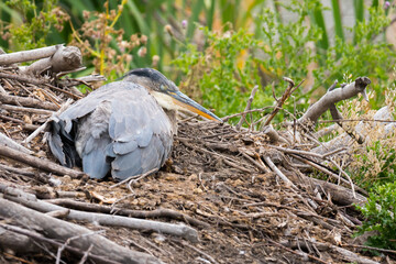 Great Blue Heron (Ardea herodias) bird in a nest and resting. Wading bird sleeping wildlife portrait