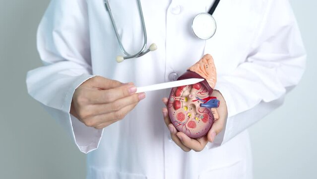 Doctor holding Anatomical kidney Adrenal gland model. disease of Urinary system and Stones, Cancer, world kidney day, Chronic kidney, Urology, Nephritis, Renal and Transplant concept