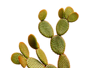 Orange bunny ears cactus isolated on white background - obrazy, fototapety, plakaty