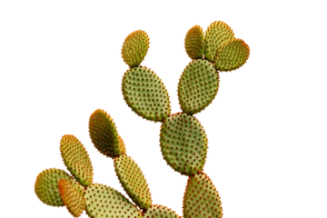 Fototapete Kaktus Orange bunny ears cactus isolated on white background