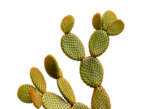 Orange bunny ears cactus isolated on white background