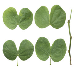 Set of Tropical leaves on transparent background, PNG file