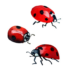 Watercolor hand drawn illustration collection of ladybugs. Red garden insects in realistic style. Design for covers, backgrounds, decorations, prints.