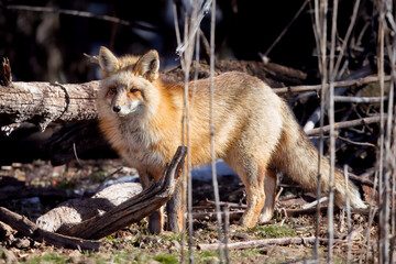 Red fox in the reeds