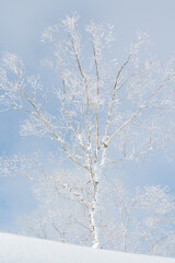 Single snow covered tree in winter and blue sky