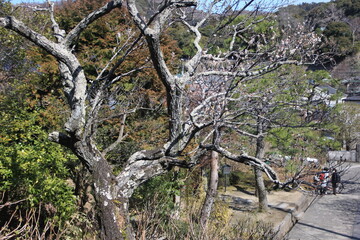 初春の鎌倉。東慶寺の梅。