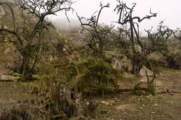 Fototapeta na wymiar Old Tara Trees in Lomas de Lachay, Natural Reserve in Lima Peru