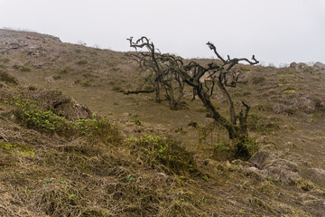 Tara Tree in Lomas de Lachay, Natural Reserve in Lima Peru