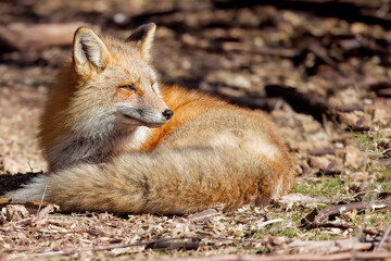 A resting red fox