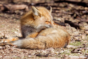 Red fox taking  a nap