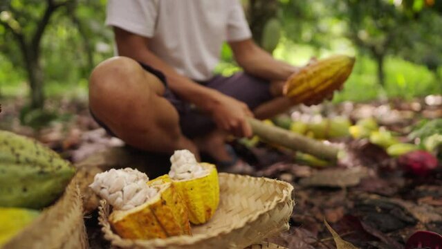Young male cacao farmer opens harvested cacao pods using wooden club. Medium wide angle close up