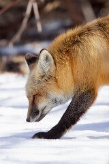 the red fox