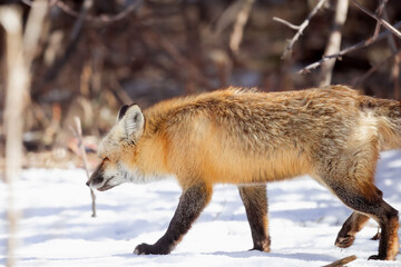 Red fox on the trot