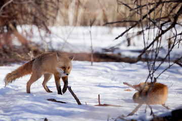 Fototapeta na wymiar the red fox