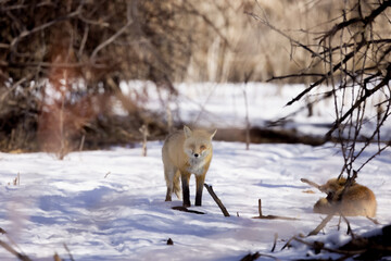 Fototapeta premium the red fox