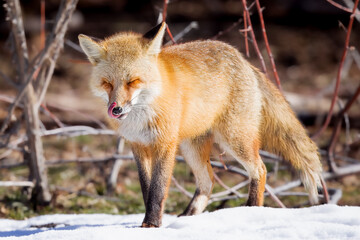 the red fox