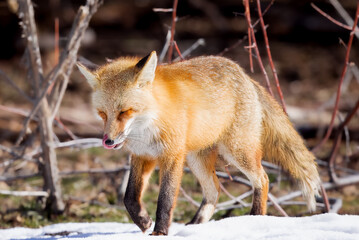 the red fox