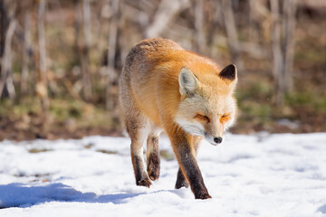 the red fox