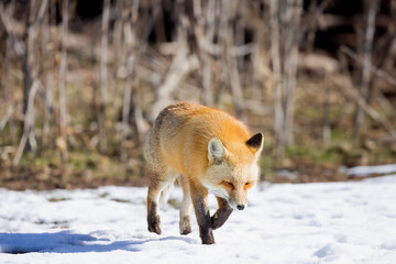 Fototapeta premium the red fox