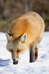 Obraz premium the red fox