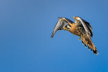 2023-02-10 A AMERICAN KESTREL FALCON IN FLIGHT WITH WINGS SPREAD AND A BLUE SKY BACKGROUND IN BOW WASHINGTON