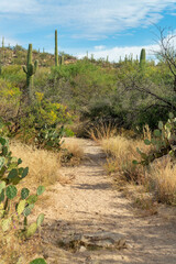 Fototapeta na wymiar Desert trail in sonora on mountain view pass in the hills of arizona with visible saguaro cactuses in natural area