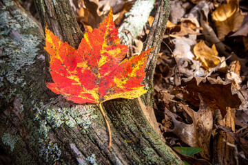 Red and Yellow Fall Leaf on Tree