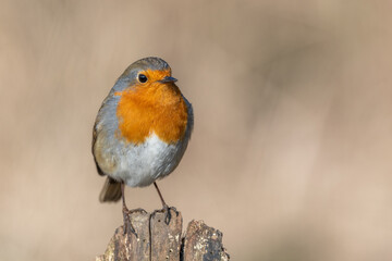 European Robin (Erithacus rubecula) perched on a branch in the forest in winters.