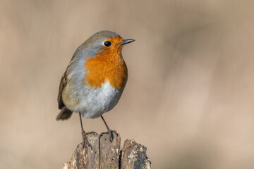 European Robin (Erithacus rubecula) perched on a branch in the forest in winters.