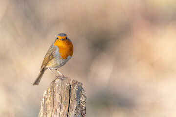 European Robin (Erithacus rubecula) perched on a branch in the forest in winters.