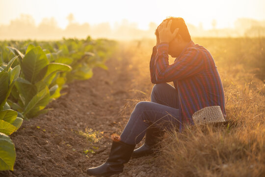 Fail, unsuccessful or very tired farmer concept. Asian farmer is working in the field of tobacco tree, sitting and feeling quite bad, sick and headache