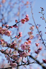 Fototapeta na wymiar 日本の早春の梅 
