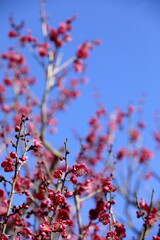 日本の早春の梅

