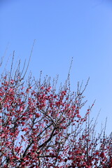 日本の早春の梅
