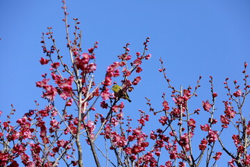 日本の早春の梅とメジロ