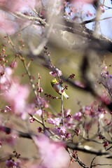 日本の早春の梅とメジロ