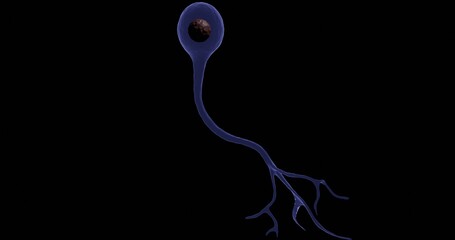 Unipolar Neuron in 3D illustration