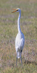 Great Egret Foraging in Grassland. Arastradero Preserve, Santa Clara County, California, USA.