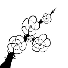 Kirschblüten