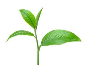 Fresh green tea leaves isolated on transparent background. PNG