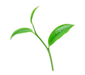 Fresh green tea leaves isolated on transparent background. PNG